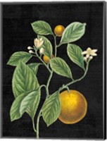 Classic Citrus VI Black No Words Fine Art Print