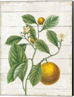 Classic Citrus VI Shiplap Fine Art Print