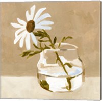 Solitary Daisy I Fine Art Print