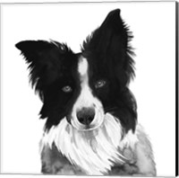 Border Collie I Fine Art Print