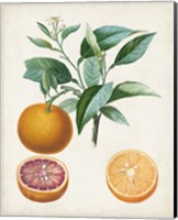 Orange de Malte Fine Art Print