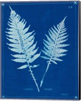 Cyanotype Ferns VI Fine Art Print