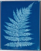 Cyanotype Ferns IX Fine Art Print