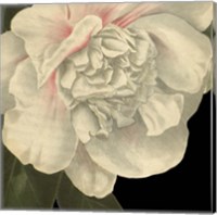 Dramatic Camellia II Fine Art Print