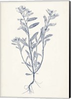 Navy Botanicals II Fine Art Print