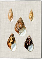 Antique Shells on Linen II Fine Art Print