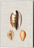 Antique Shells on Linen V Fine Art Print