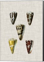 Antique Shells on Linen VIII Fine Art Print