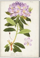 Vintage Rhododendron II Fine Art Print