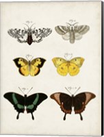 Vintage Butterflies VI Fine Art Print