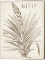 Sepia Exotic Plants III Fine Art Print