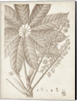 Sepia Exotic Plants V Fine Art Print
