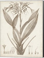 Sepia Exotic Plants VII Fine Art Print
