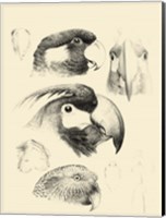 Waterbird Sketchbook III Fine Art Print