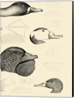 Waterbird Sketchbook IV Fine Art Print