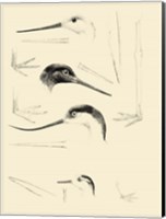 Waterbird Sketchbook V Fine Art Print