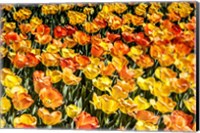 Tulip Wave Fine Art Print