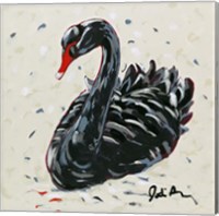 Black Swan Fine Art Print