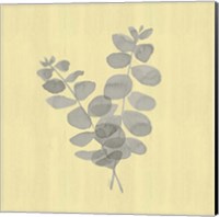 Natural Inspiration Eucalyptus Gray & Yellow I Fine Art Print