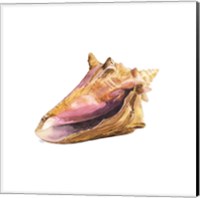 Oceanum Shells White I-Conch Fine Art Print