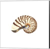 Oceanum Shells White III-Nautilus Fine Art Print