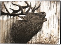 Bugling Bull Elk Fine Art Print