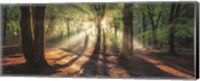 Sun Rays in the Forest I Fine Art Print