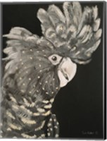 Gray Cockatoo Fine Art Print