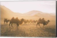 Camels on the Move Fine Art Print