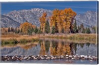 Teton Autumn Fine Art Print