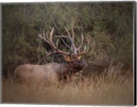 Bull Elk Fine Art Print