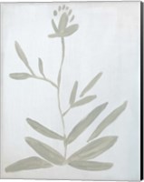 Flower on White Fine Art Print