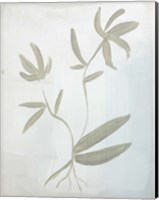 Leaves on White Fine Art Print