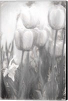 Tulips II Fine Art Print
