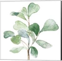 Fiddle Fig Leaf Plant I Fine Art Print