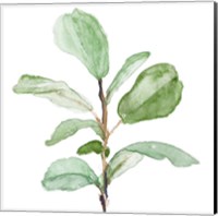 Fiddle Fig Leaf Plant II Fine Art Print