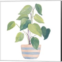 Mother-In-Law Plant In Striped Pot Fine Art Print