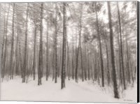 Let It Snow Forest Fine Art Print