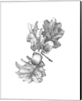 Oak Leaf Pencil Sketch II Fine Art Print