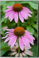 Pink Coneflowers II Fine Art Print