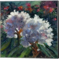 Rhododendron Portrait I Fine Art Print