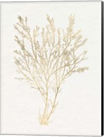 Gilded Algae I Fine Art Print