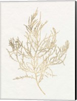 Gilded Algae III Fine Art Print