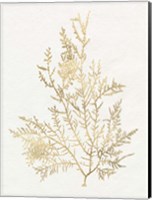 Gilded Algae VIII Fine Art Print