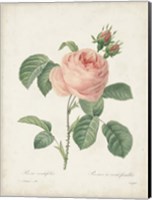 Vintage Redoute Roses IV Fine Art Print