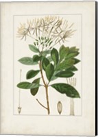 Antique Turpin Botanical II Fine Art Print