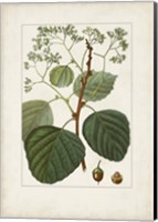 Antique Turpin Botanical IV Fine Art Print