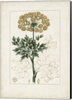 Antique Turpin Botanical VI Fine Art Print