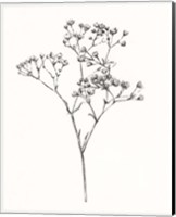 Wild Bloom Sketch I Fine Art Print