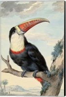 Red-billed Toucan, c. 1748 Fine Art Print